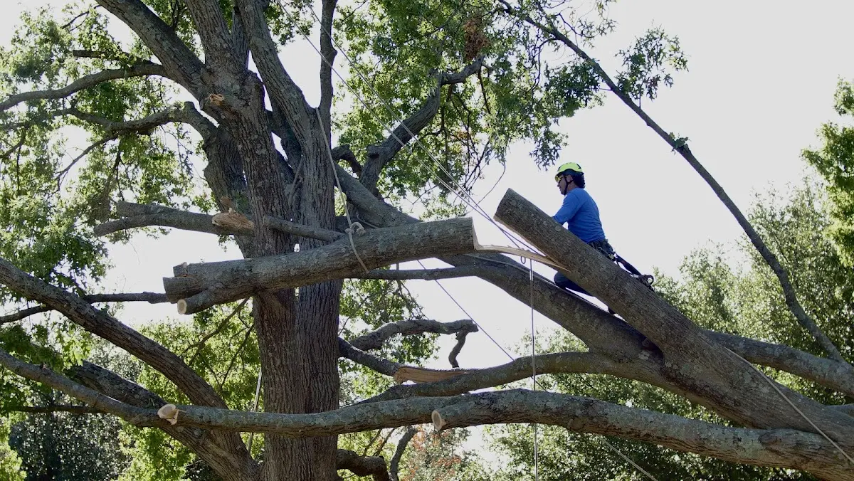Professional Crown Thinning performed by certified arborists in Tuscarora